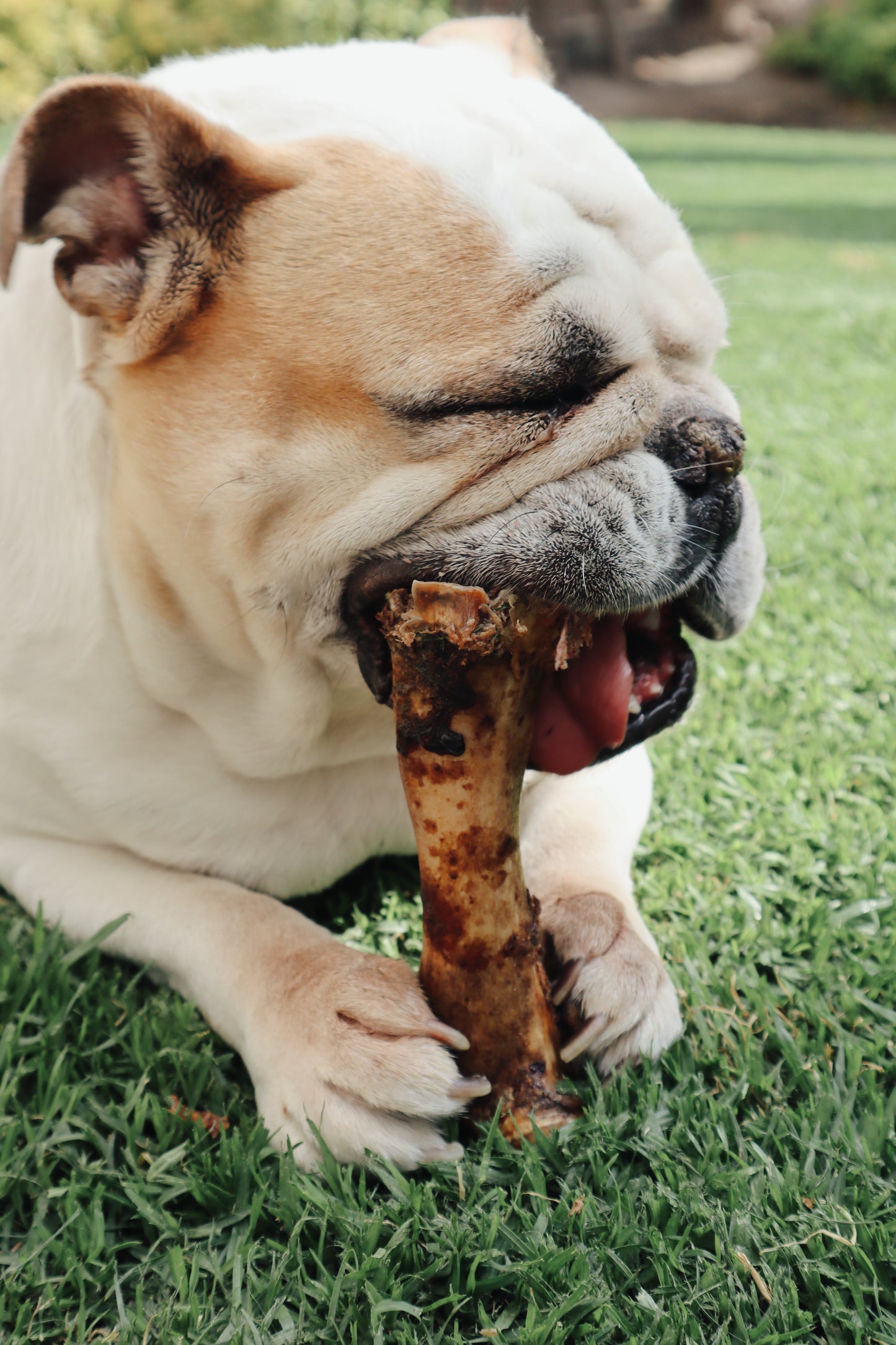 Pig Bone