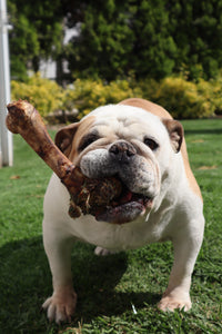 Pig Bone