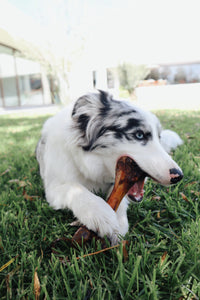 Pig Bone