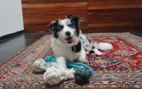 Pelota
