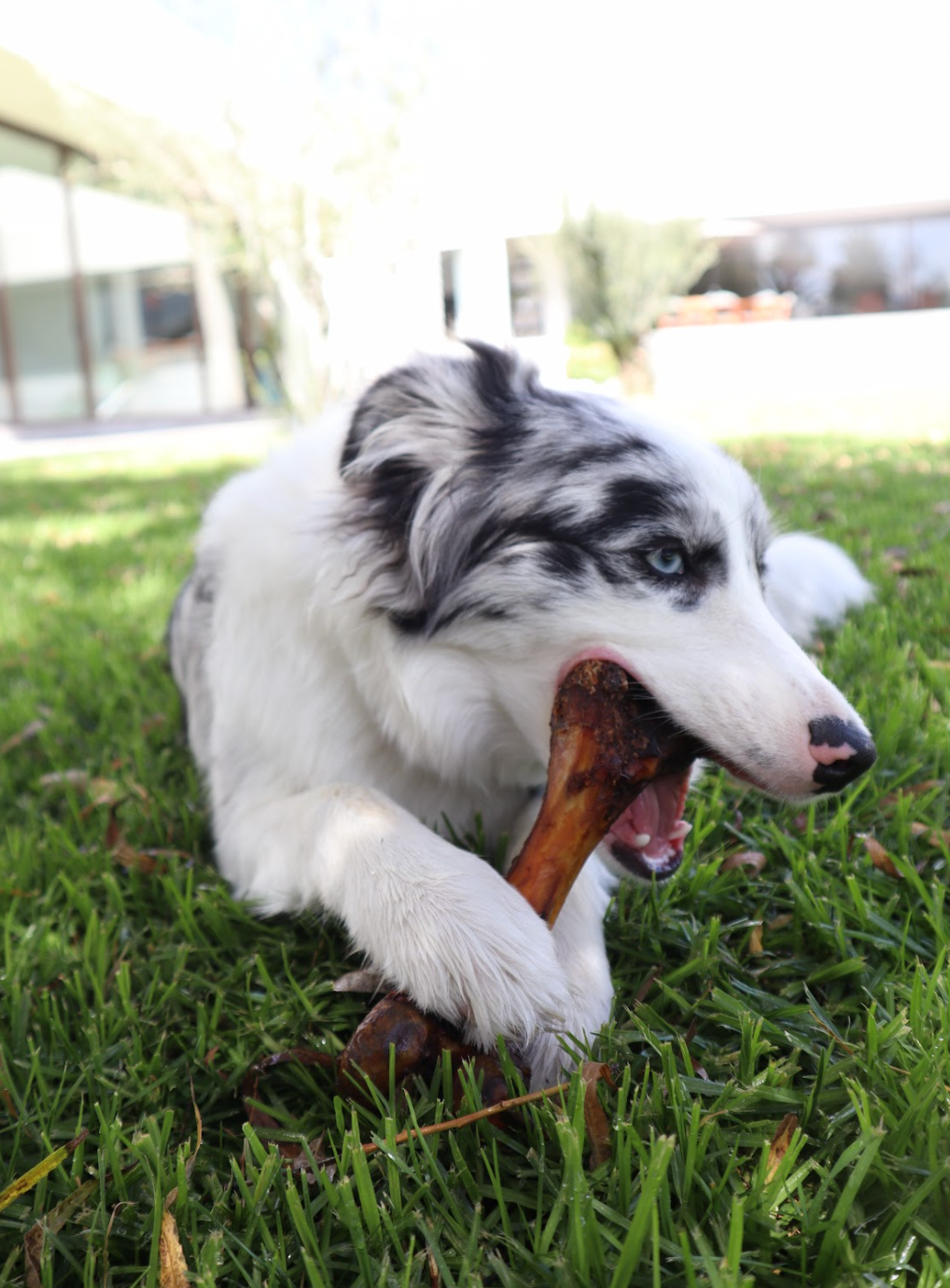 Pig Bone
