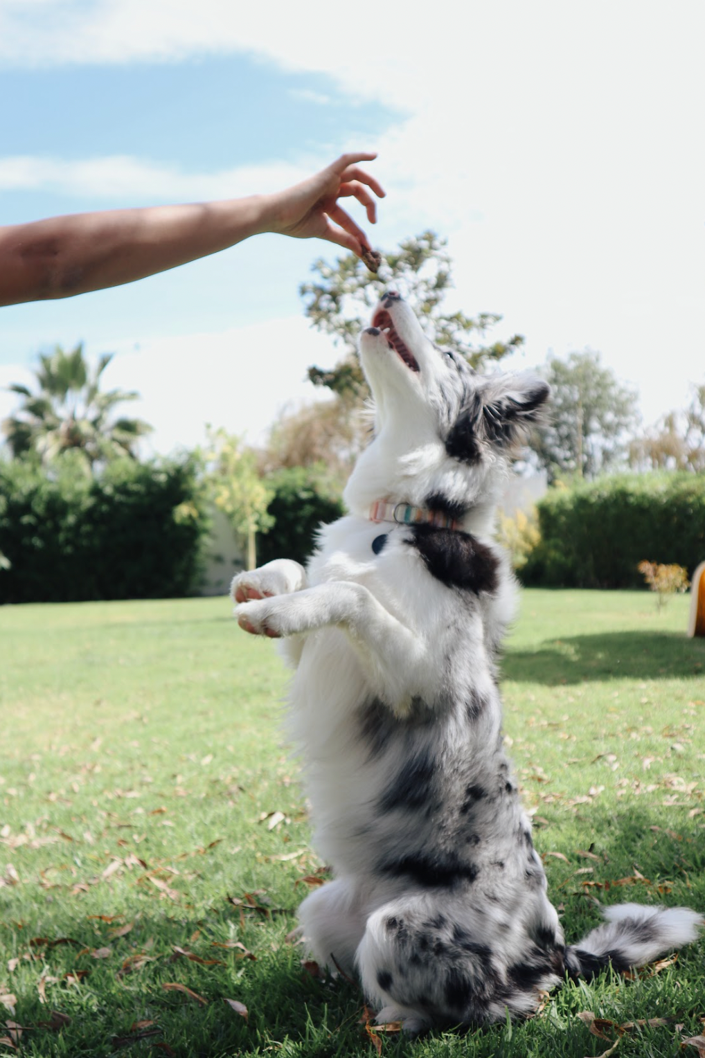Snack Pulmón de Cerdo Para Perro