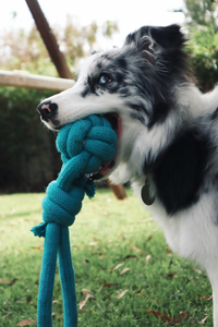 Pelota