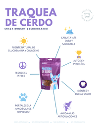 Tráquea de Cerdo
