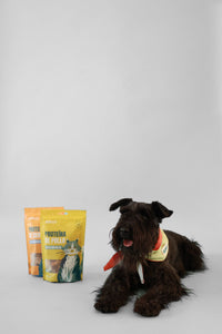 Un schnauzer negro echado junto a dos bolsas